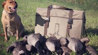 chasse à la bernache en présaison sur un flywaygoose Huntingchasse à l’outarde [upl. by Eiralc]