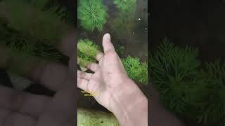 Limnophila Aquatica water plant Aquarium plant Best plant for guppy tank natural ponds [upl. by Jahdai]