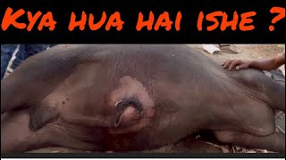 Umbilical hernia l Treatment of hernia l Dr Umar Khan [upl. by Allerym962]