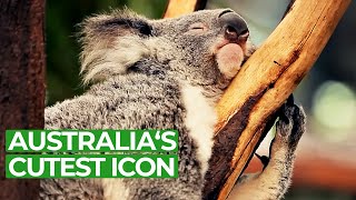 Koala Country  Tales from Down Under  Free Documentary Nature [upl. by Letnuhs314]