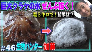 【大量発生】最大2m巨大クラゲの水ぜんぶ抜いて美味しく食べよう大作戦！in対馬≫生物ハンター加藤英明 [upl. by Niall]