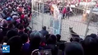 Tiger breaks out of cage during circus show in Shanxi China [upl. by Goodrow733]