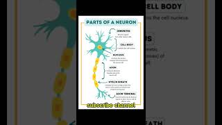 Parts of a Neuron with function [upl. by Eirek]