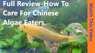 Review of Chinese Algae Eaters  How to Care For Them  What To Feed Them [upl. by Allimak]