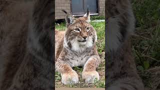 Handsome Lynx Marsel lynx bigcat [upl. by Hinkle]