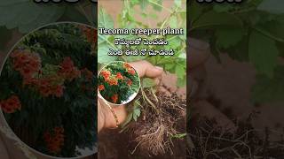 Easy to grow Tecoma creeper plant from cuttings youtubeshorts shortsyoutube tecoma [upl. by Ariet935]