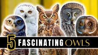 5 Fascinating Owls of North America [upl. by Harlene273]