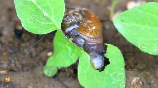 放蝸牛吃草 A Snail Feeding on Galinsoga [upl. by Donaldson]