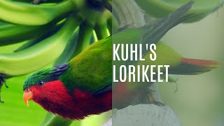 Kuhls Lorikeet Vini Kuhlii [upl. by Mcgray]