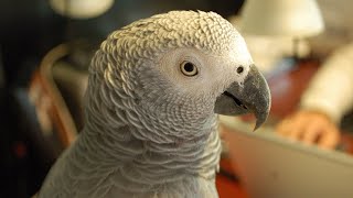 Tips for Stubborn African Grey Parrots  Refusing to Step Up Help [upl. by Ekyt]