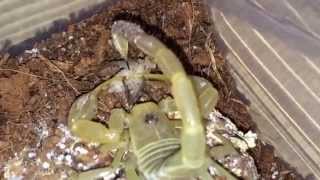 Scorpion Feeding Video 6 [upl. by Sluiter]