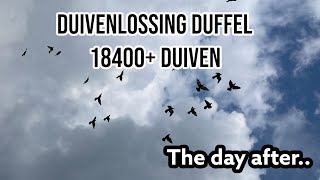 Duivenlossing Duffel 18388 duiven  The Day After  Postduiven [upl. by Nereids224]