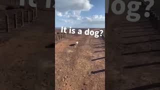 Is this dog a Roadrunner🐕💨 dogvideos doglovers roadrunners RoadRunnerDog [upl. by Adnilreb]