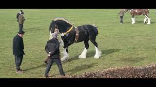 Shire Horse National Show  Shire Horse Stallion  Cranleigh Tiger King Rookhills Leapley Lad [upl. by Cavanagh]