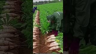 जापान में मूली की अनोखी खेती 🤯 radish harvesting [upl. by Mela626]