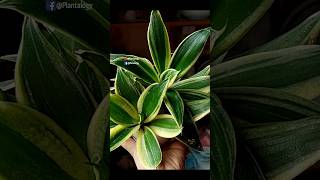 4 Essential Care Tips to Grow The Best Ever Snake Plant Indoor  Snake Plant Care [upl. by Aihsotan153]