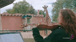 See How Denver Zoo’s Giraffes React to LIVE Music from the Colorado Symphony [upl. by Gerek]