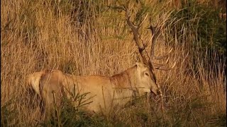 Boncănitul cerbilor carpatini  Carpathian stag breeding season 2022 part IV [upl. by Becht]