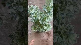 Let’s propagate aralia plantvariegated aralia from cuttingsyoutubeshorts shorts trending [upl. by Ahswat197]