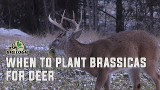 When to Plant Brassicas for Deer [upl. by Nylak]