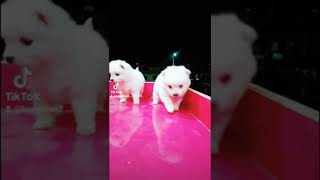 Japanese Spitz Puppy Lovely Spitz Puppy Ghorahi Pet Shop Spitz in Nepal Spitz Video [upl. by Gayle]