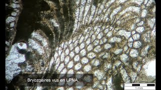 TP Paléontologie L2  Les Bryozoaires par Mme RuaultDjerrab [upl. by Leagiba]