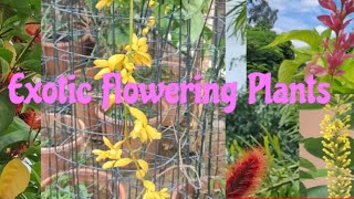 Rare exotic Flowering Plants [upl. by Ezmeralda]