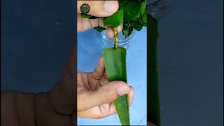 How To Grow KarondaCarissa Plant with Cuttings shorts gardening tips [upl. by Gwenora998]