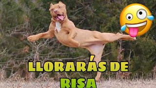 🚨 Este Video te Hará REÍR 998 GARANTIZADO 🙀🐶 Mejores Animales Graciosos del Momento [upl. by Ajad]