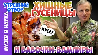 Хищные гусеницы и бабочкивампиры Тимофей Левченко [upl. by Lledrac401]