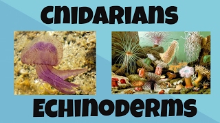 Cnidarians and Echinoderms [upl. by Demeter]