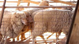 Sheep Shearing Cunnamulla [upl. by Rashidi156]