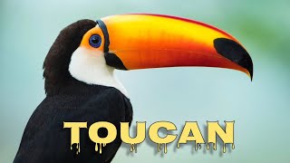 Toco toucan sounds [upl. by Vale]