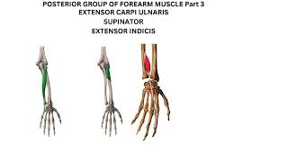 Extensor carpi ulnaris supinator and extensor indicis [upl. by Notyalk293]