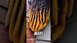 How Fake Honey is Manufactured 🤯 Natural Honey Vs Fake Honey 🍯shorts youtubeshorts viral [upl. by Yendor273]