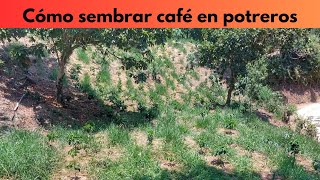 Cómo sembrar café en potreros [upl. by Joost]