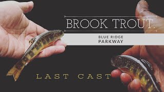 In Search of the Great Southern Appalachian Brook Trout  Blue Ridge Parkway  WNC [upl. by Mosby]