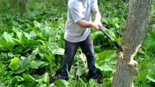 Fiskars X25 Splitting Axe  Felling Tree 3 [upl. by Florenza]