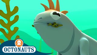 Octonauts  Marine Iguanas amp The Lost Lemon Shark  Cartoons for Kids  Underwater Sea Education [upl. by Marlena424]