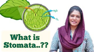 Stomata in Plants  Stomata and Its Functions🌿 [upl. by Ittap]