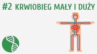 Krwiobieg mały i duży 2  Krążenie [upl. by Priestley]