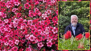 ARBRE À THÉ OU MANUKA UN ARBUSTE À SURTOUT DÉGUSTER POUR SA FLORAISON Le Quotidien du Jardin N°391 [upl. by Otti463]