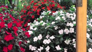 SunPatiens® Impatiens at Home [upl. by Yracaz101]