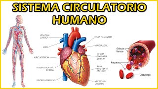 SISTEMA CIRCULATORIO HUMANO Vasos sanguíneos Corazón Sangre Arteria Venas Capilares Presión [upl. by Doowrehs]