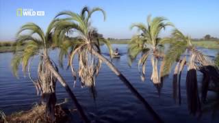 Crocodiles of the Nile River National Geographic HD [upl. by Lielos]