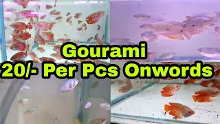 5 Types of Gourami Fish  20  Rs Per Pcs Onwords [upl. by Enrobialc]