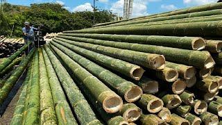 Amazing Bamboo Farming Techniques  Bamboo Product Processing in Factory  Bamboo Harvest Machine [upl. by Arukas]