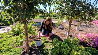 Planting 12 Hydrangeas Russian Sage amp and Spice Baby Viburnum 😍🌿🙌 Long Version [upl. by Sorce]