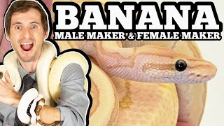 Banana Ball Python Genetics Understanding Male Maker and Female Maker [upl. by Jessabell240]