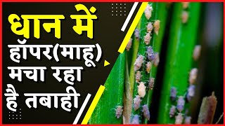 paddy hopper control।brown plant hopper।management brown plant hopper in paddy। [upl. by Ramses]